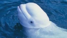 NOC, la baleine blanche, est morte il y a cinq ans.