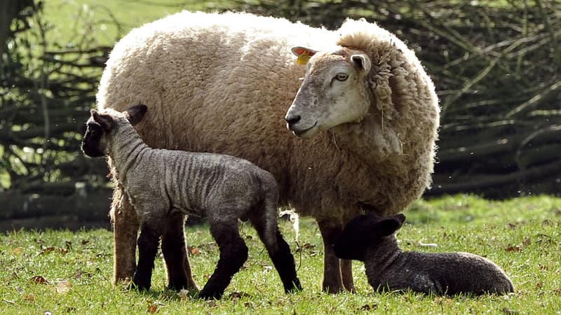 Deux brebis ont été tuées et dépecées dans la nuit de mardi à mercredi dans le parc de la Garenne, à Angers. (Photo d'illustration)