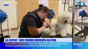 La Ciotat : un concours national d'apprentis toiletteurs