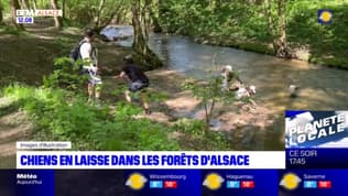 Alsace: une laisse pour les balades en forêt jusqu'au 30 juin