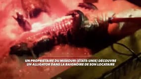 Surprise: il découvre un alligator dans sa baignoire