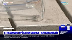 Strasbourg: l'opération démoustification annulée à cause des intempéries