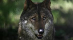 La présence d'un loup dans le département des Vosges a été confirmée mercredi par la préfecture, suscitant une réaction immédiate des éleveurs opposés au retour de ce prédateur. /Photo d'archives/REUTERS/Rafael Marchante