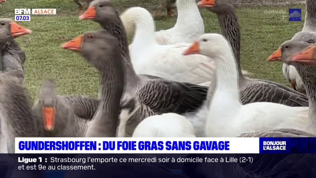 Noël en Alsace : Un producteur propose un foie gras d'oie bio et sans gavage