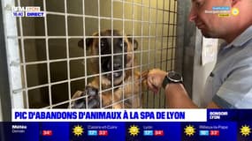 Pic d'abandons d'animaux à la SPA de Lyon