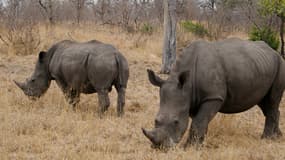 Le parc de Kruger, en Afrique du Sud est la plus grande réserve de rhinocérosau monde.