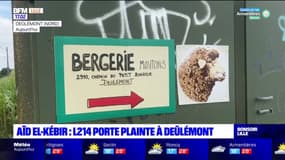 Nord: l'association L214 porte plainte contre une bergerie à Deûlémont