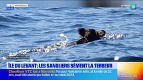 Île du Levant : les sangliers sèment la terreur