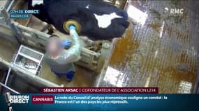La nouvelle vidéo choc de L214 montre des "Vaches hublots": à quoi sert cette pratique?