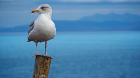 Une mouette installée sur un pilotis. 