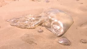 Une méduse échouée sur une plage de Charente-Maritime