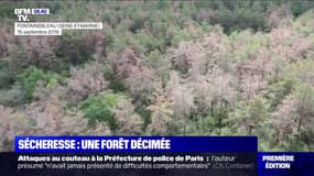 La sécheresse continue de frapper la forêt de Fontainebleau