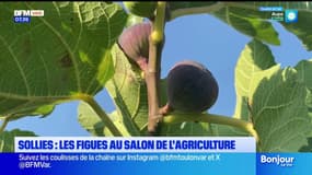 Var: les figues de Sollies représenteront le département au salon de l'Agriculture