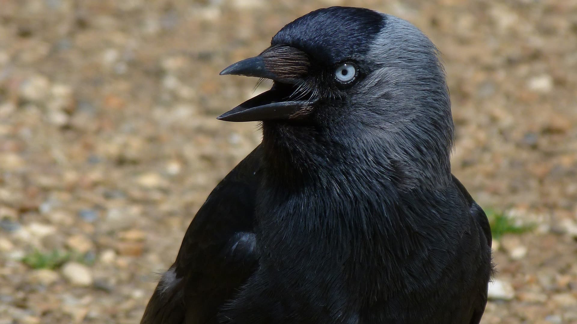 Птица с черным глазом. Coloeus monedula Грач. Галка черная птица. Дрозд Галка птица. Болотная Галка.