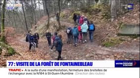 Seine-et-Marne: visite de la forêt de Fontainebleau