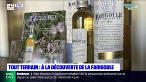 Tout Terrain : à la découverte de la Farigoule à Forcalquier