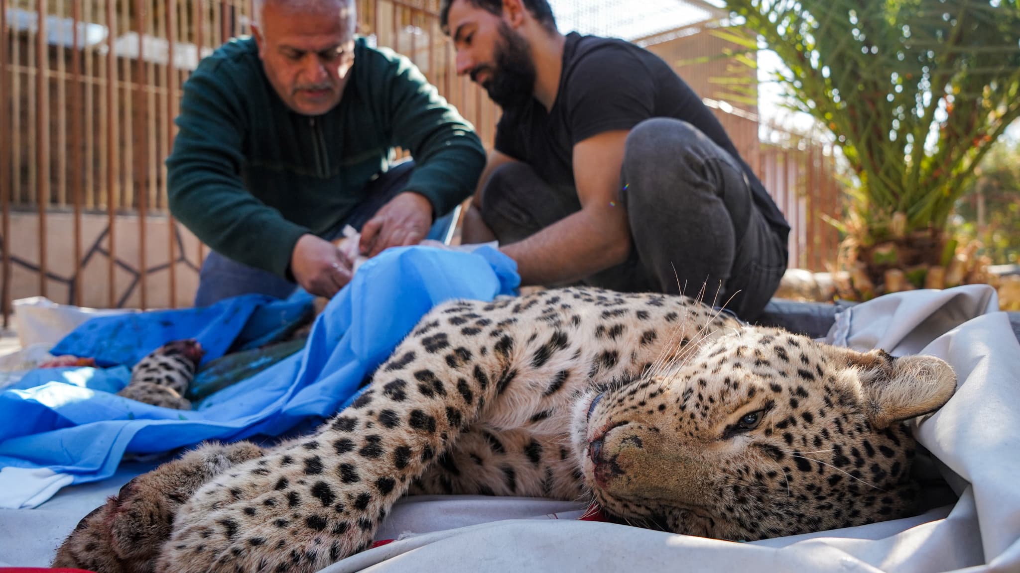 Photo of Extraña captura de leopardo en las montañas de Irak