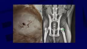 Capture d'écran du compte Facebook de Valérie Faucard Drot, propriétaire de Cooky. Sur la radiographie, on aperçoit la balle logée dans la tête du fémur de l'animal. 