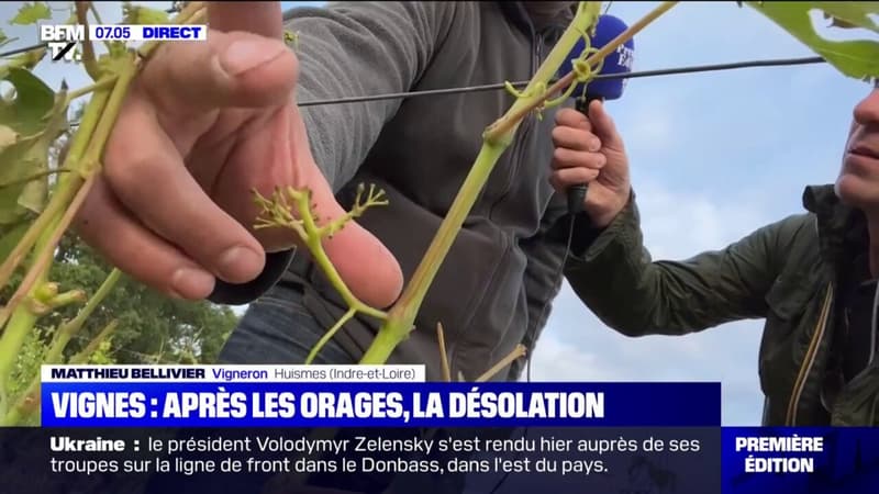 Orages: comment un quart d'heure de grêle samedi a détruit les vignes de Huismes en Indre-et-Loire