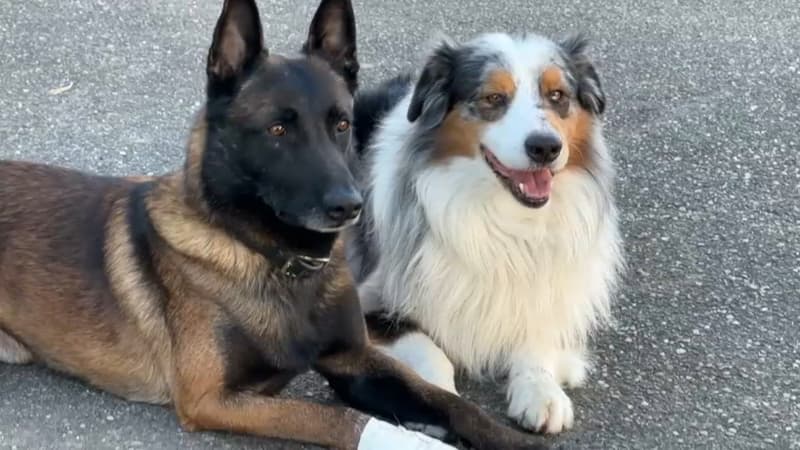 Deux chiens alsaciens de retour après 10 jours de mission à rechercher des victimes des séismes en Turquie