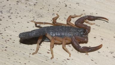 Un scorpion, Centruroides gracilis, aussi appelé "banana scorpion". 