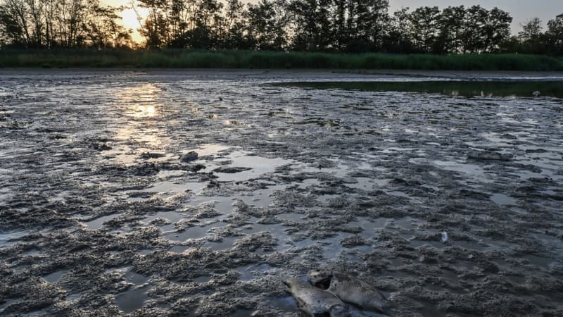 Un point d'eau affecté par la sécheresse dans la région des Dombes (photo d'illustration)