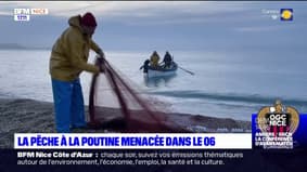 Alpes-Maritimes: la pêche à la poutine menacée au Cros-de-Cagnes