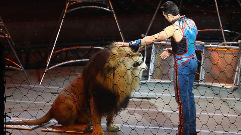 Un numéro de cirque aux Etats-Unis.