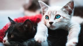 Chats - Illustration. animal