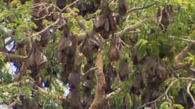 Des centaines de milliers de chauves-souris envahissent une ville australienne