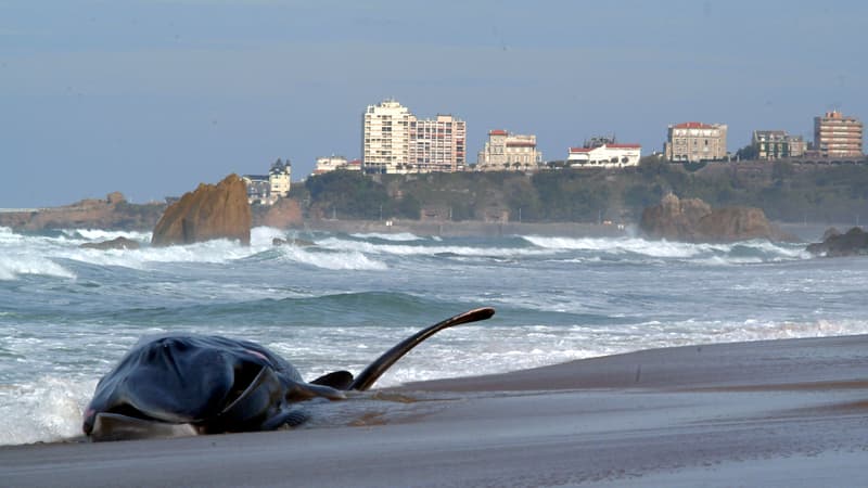 Trois cétacés en décomposition ont été retrouvés sur les côtes bretonnes. (Illustration)