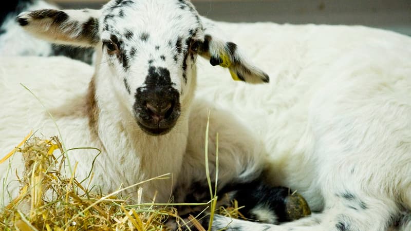 Un petit mouton