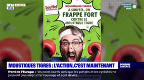 Bas-Rhin: des actions pour se protéger du moustique tigre