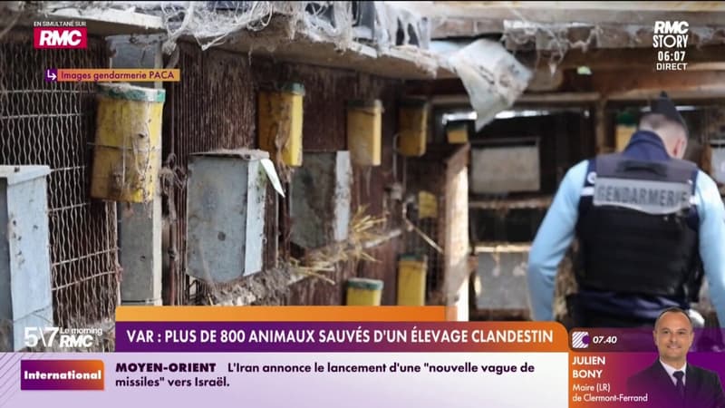 Var : plus de 820 animaux sauvés d'un élevage clandestin
