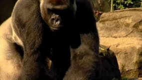 Le gorille a été abattu pour sauver la vie de l'enfant