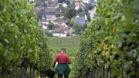 Un vendangeur travaille au début des vendanges, le 25 août 2020, à Marlenheim, dans la région Alsace, dans l'est de la France, où le raisin servira à produire du Crémant.