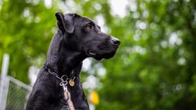 Un chien photographié le 20 octobre 2017. Photo d'illustration