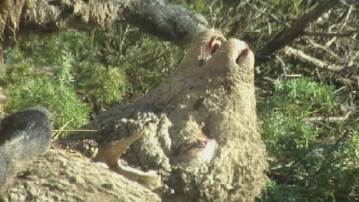 Un éleveur est victime de l'une des pires attaques de troupeau de brebis dans les Alpes du Sud.
