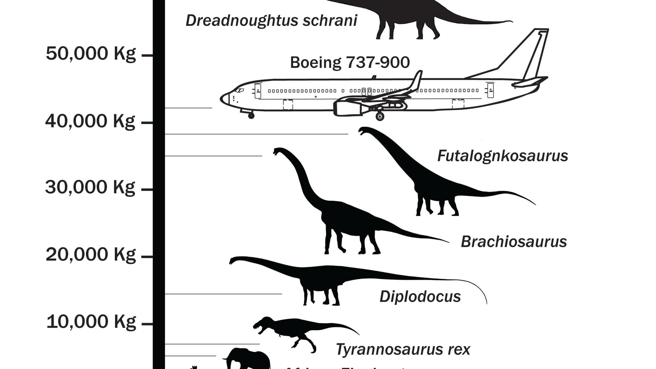 Cette illustration montre le gigantisme de Dreadnoughtus, notamment comparé à un Boeing 737-900. Cette illustration montre le gigantisme de Dreadnoughtus, notamment comparé à un Boeing 737-900.