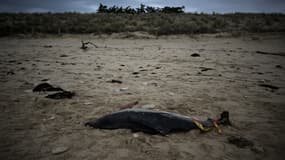 Un dauphin échoué sur une plage de l'île de Ré, le 13 mars 2023