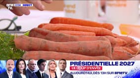 Carotte: Tout sur ce légume bien connu de nos cuisines