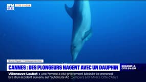 Des plongeurs nagent avec un dauphin au large de Cannes