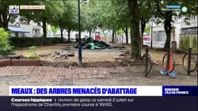 Meaux: des riverains se mobilisent contre l'abattage annoncé de douze arbres