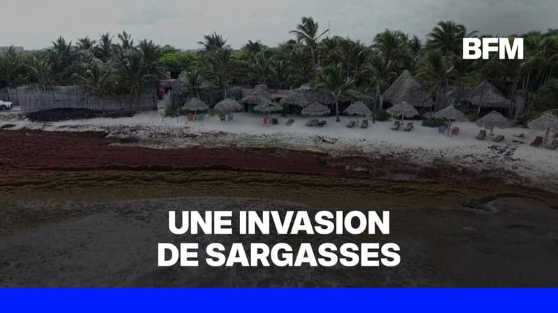Mexique: les plages des Caraïbes submergées par une arrivée record de sargasses