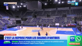 Elite 2 (PRO B) : C'est la reprise pour les Sharks d'Antibes