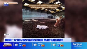 Orne: 72 bovins saisis pour maltraitance