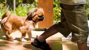 Les enfants ont souvent un lien particulier très fort avec leurs animaux de compagnie.