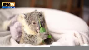 Première vidéo pour un bébé koala en Australie