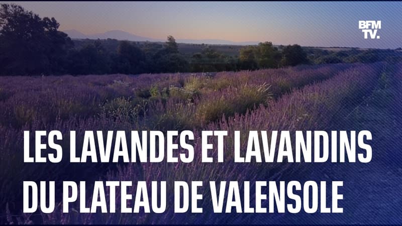 À la découverte des lavandes et lavandins du plateau de Valensole, dans les Alpes-de-Haute-Provence