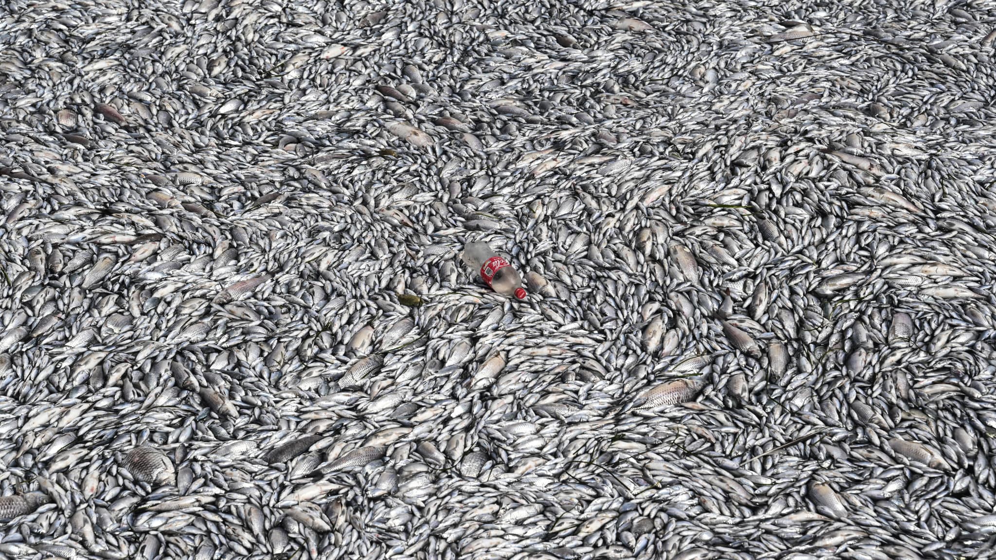 Des poissons morts flottant à la surface de l'eau dans le port de Volos, le mercredi 28 août 2024.